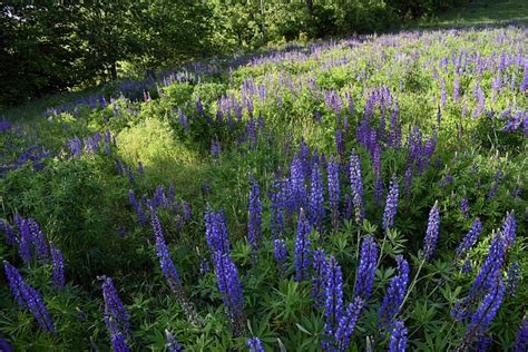 Lupin Mark Blomst Gratis foto på Pixabay Pixabay