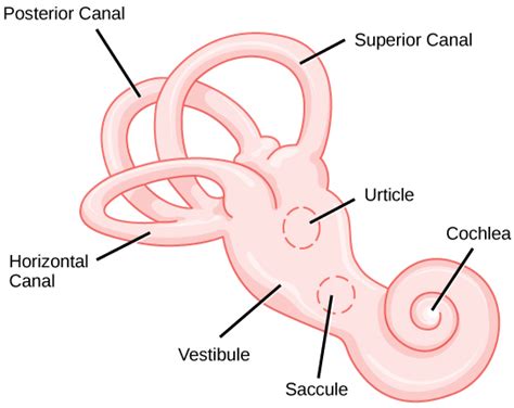 Semicircular Canals Anatomy Development Disorders And Summary