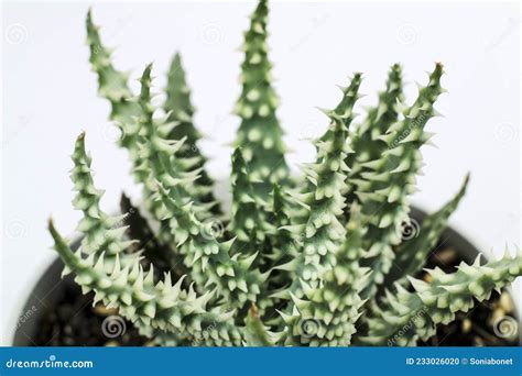 Aloe Humilis Plant On White Background Stock Photo Image Of Flora