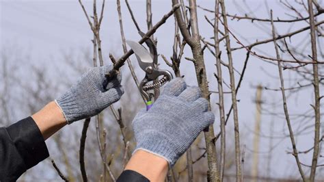 Apfelbaum Schneiden Wann Ist Der Ideale Zeitpunkt