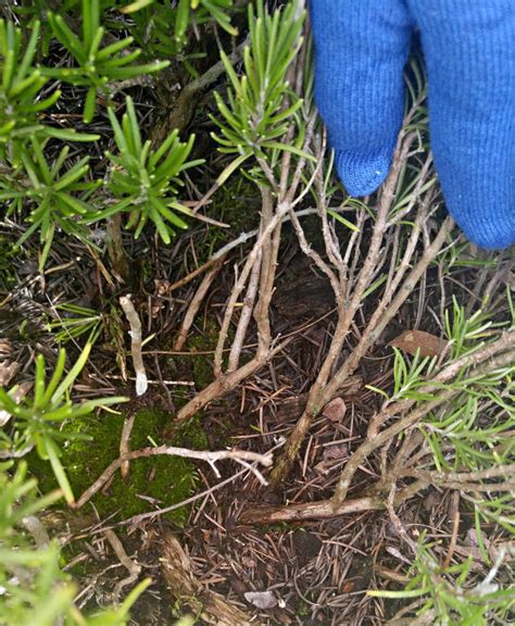 Pruning Rosemary - How and When to Prune Rosemary Plants & Bushes