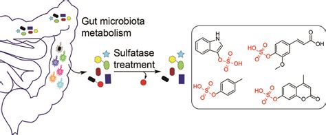 Hunting Gut Microbiota Metabolites 2019 Wiley Analytical Science