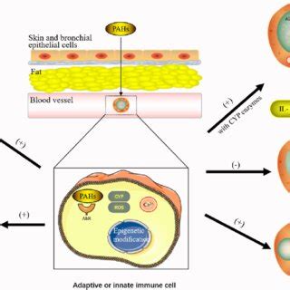 The Mechanisms Of Polycyclic Aromatic Hydrocarbons On Human Immune