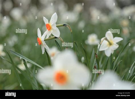 Daffodil Narcissus Stock Photo Alamy