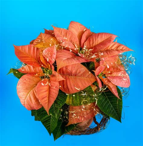 Potted poinsettia flower stock photo. Image of ornate - 263036252