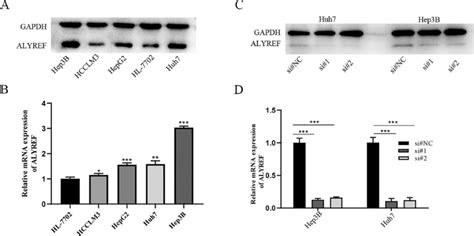 Alyref Expression In Hcc Cell Lines And Alyref Knockdown Efficiency