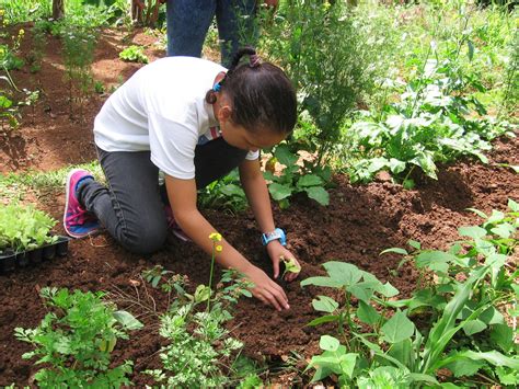 Puerto Rico Is Sowing A New Generation Of Small Farmers The Salt Npr