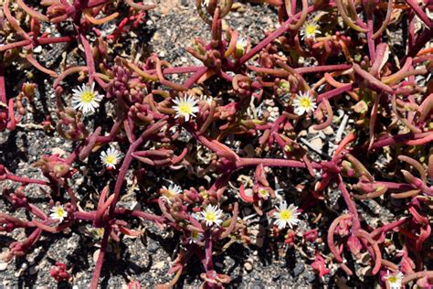 ᐅ Mittagsblumen Mesembryanthemum sind sie winterhart oder