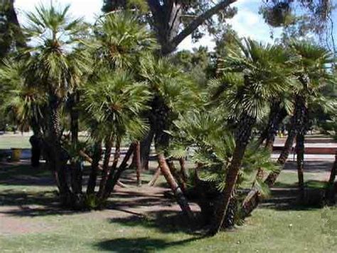 Mediterranean Fan Palm Trees Pictures