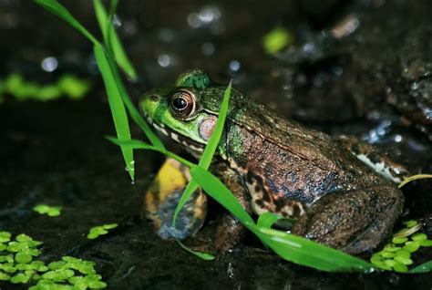 Mink Frog By Bekkalynn On Deviantart