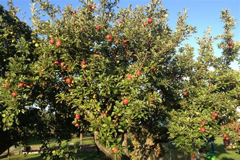 When To Spray Apple Trees Tips From Raintree Nursery