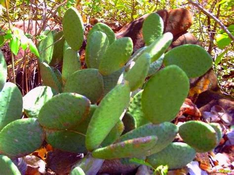 Palmas Fauna E Flora Da Caatinga