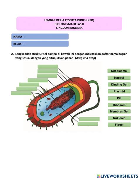 Detail 10 Contoh Monera Koleksi Nomer 33