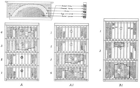 Productive Management of Honey-Bee Colonies – Support Material ...