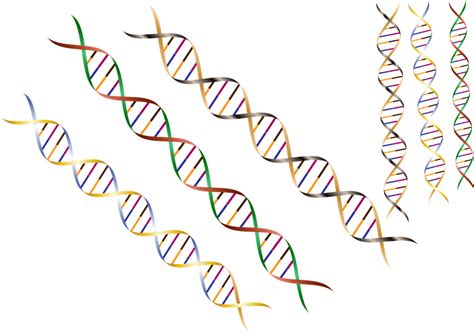 Adn Cadena De H Lice Del Gr Ficos Vectoriales Gratis En Pixabay