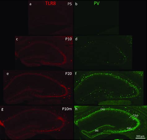 Time Course Of Postnatal Expression Of TLR8 And PV In The Mouse