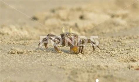 Stock Photograph: Crab in habitat near sea beach #127518392