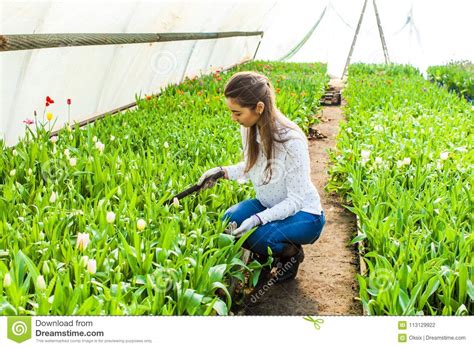 Mujer Del Jardinero Que Planta Las Flores Foto De Archivo Imagen De