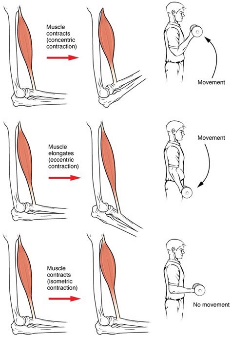 WHAT ARE ISOMETRICS?