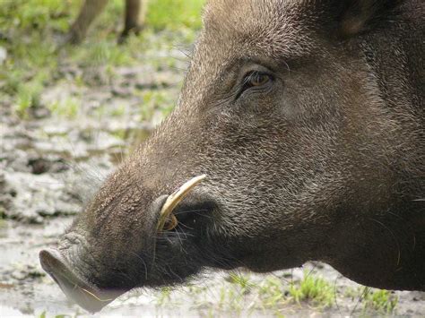 Americans Are Hunting Wild Pigs Now - Business Insider