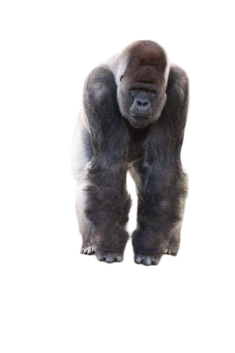 Gorilla Png Background 10 Photo 1164 Binps Png Website