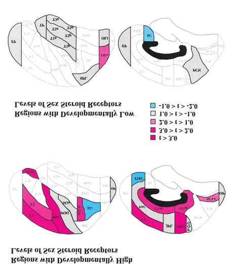 Cortical Regions Of Sexually Dimorphic Volumes The Figure Represents Download Scientific