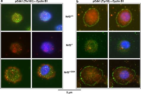 Colocalization Of Cdk1 And Cyclin B1 Proteins In Nrf2 Cells A Download Scientific Diagram