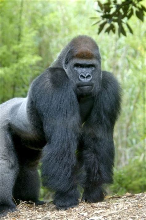 Motaba One Of Our Male Gorillas Turns 30 This Week Happy Birthday