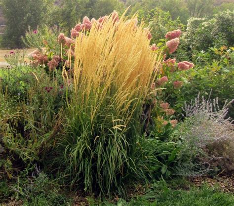 Photo Of The Entire Plant Of Feather Reed Grass Calamagrostis X Acutiflora Karl Foerster