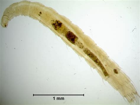 Ctenocephalides Canis Egg