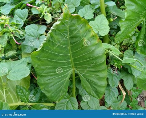 Small Taro Root Crops Also Known As Gabi In The Philippines Stock