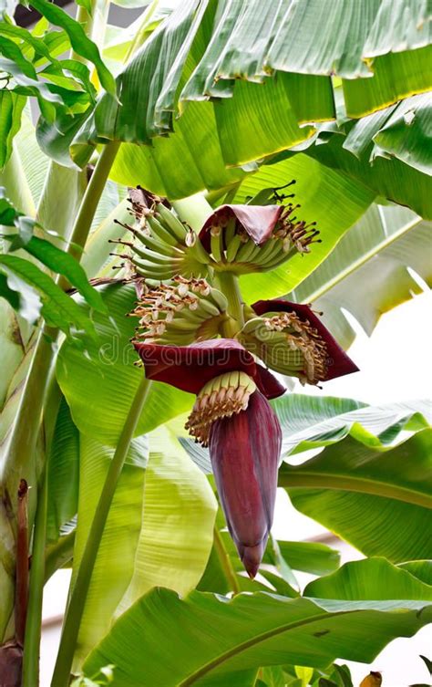 Banana flower stock image. Image of farm, tropical, growth - 25448637 ...