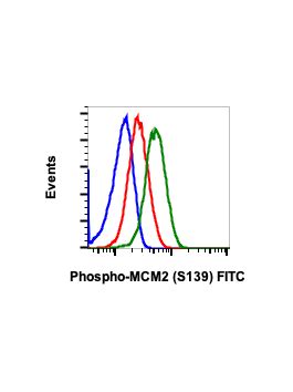 Phospho MCM2 Ser139 B12 Rabbit MAb FITC Conjugate Abwiz Bio