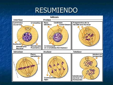 Cu L Es La Importancia De La Mitosis Definici N Y Funciones The