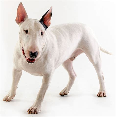 Bull Terrier Inglés