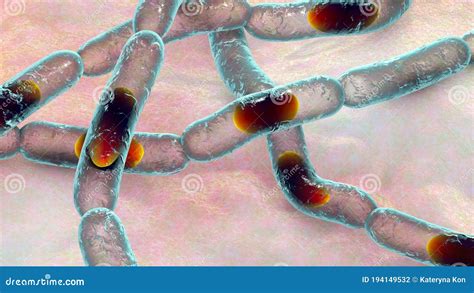 Bacteria Bacillus Anthracis The Causative Agent Of Anthrax Disease