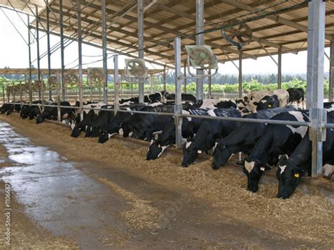 Sheds Ottors Cow Shed Plans In India Info