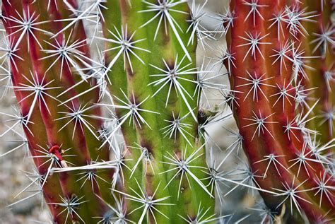 Cactus Colors Photograph by Dave Dilli - Fine Art America