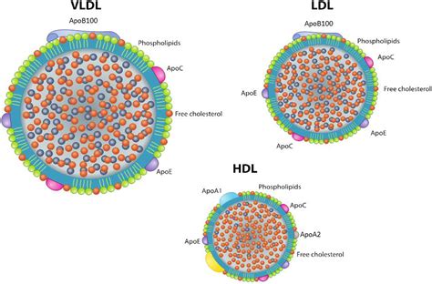 Ldl Vldl And Hdl Purification Kit Off Elevate In