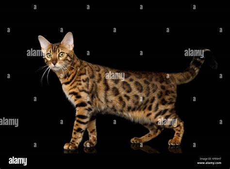 Bengal Cat Breed Hi Res Stock Photography And Images Alamy