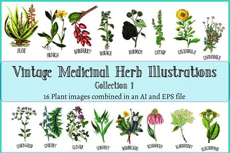 Medicinal Herb Collection 1 In 2022 Medicinal Herbs Herbs Herbs