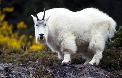 Mountain Goat PNG HD Transparent Mountain Goat HD.PNG Images. | PlusPNG