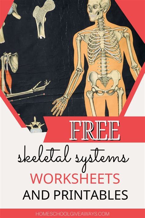 Free Skeletal System Worksheets And Printables Artofit