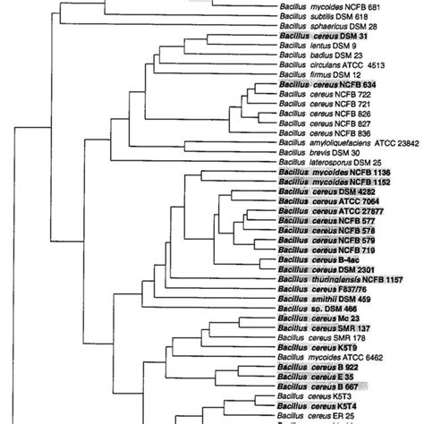 Dendrogram Of B Cereus Strains Based On 16S RDNA RFLP Analysis With