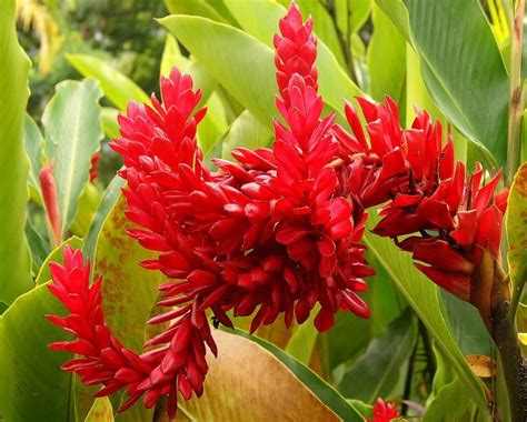 Caet Heliconia Velloziana Flora Paisagismo