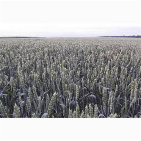 Продам СЕМЕНА яровой пшеницы "Широкко" - 1реп, Николаевская обл — Agrotorg