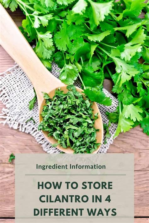 How To Store Cilantro In Different Ways Cilantro How To Store