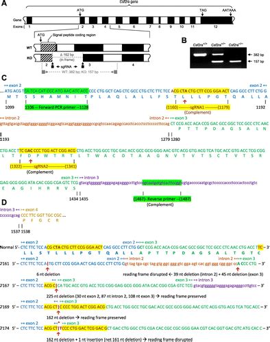 A Murine Model Of Hereditary Pulmonary Alveolar Proteinosis Caused By