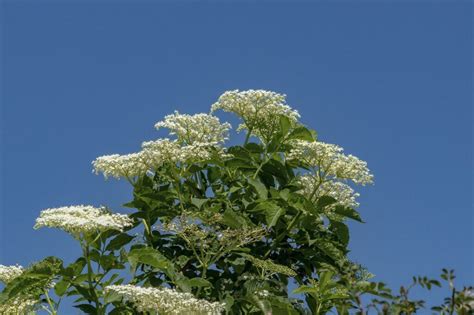 How To Identify Elderberries A Visual Guide Chromatin Health Network