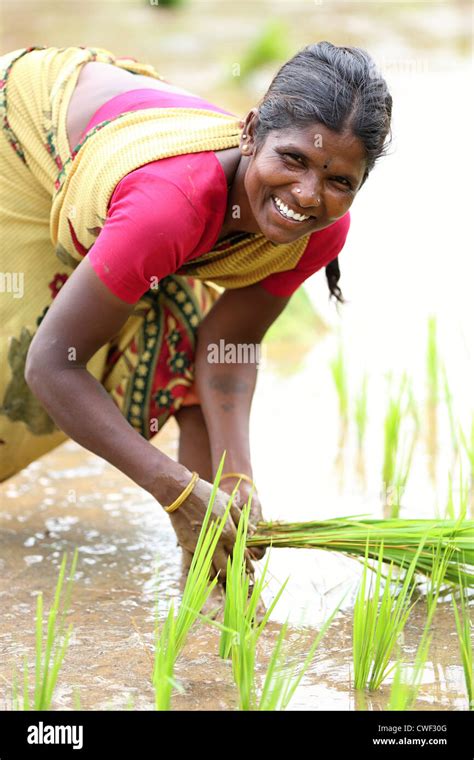 Rural Indian Woman Working In A Paddy Field Andhra Pradesh South India